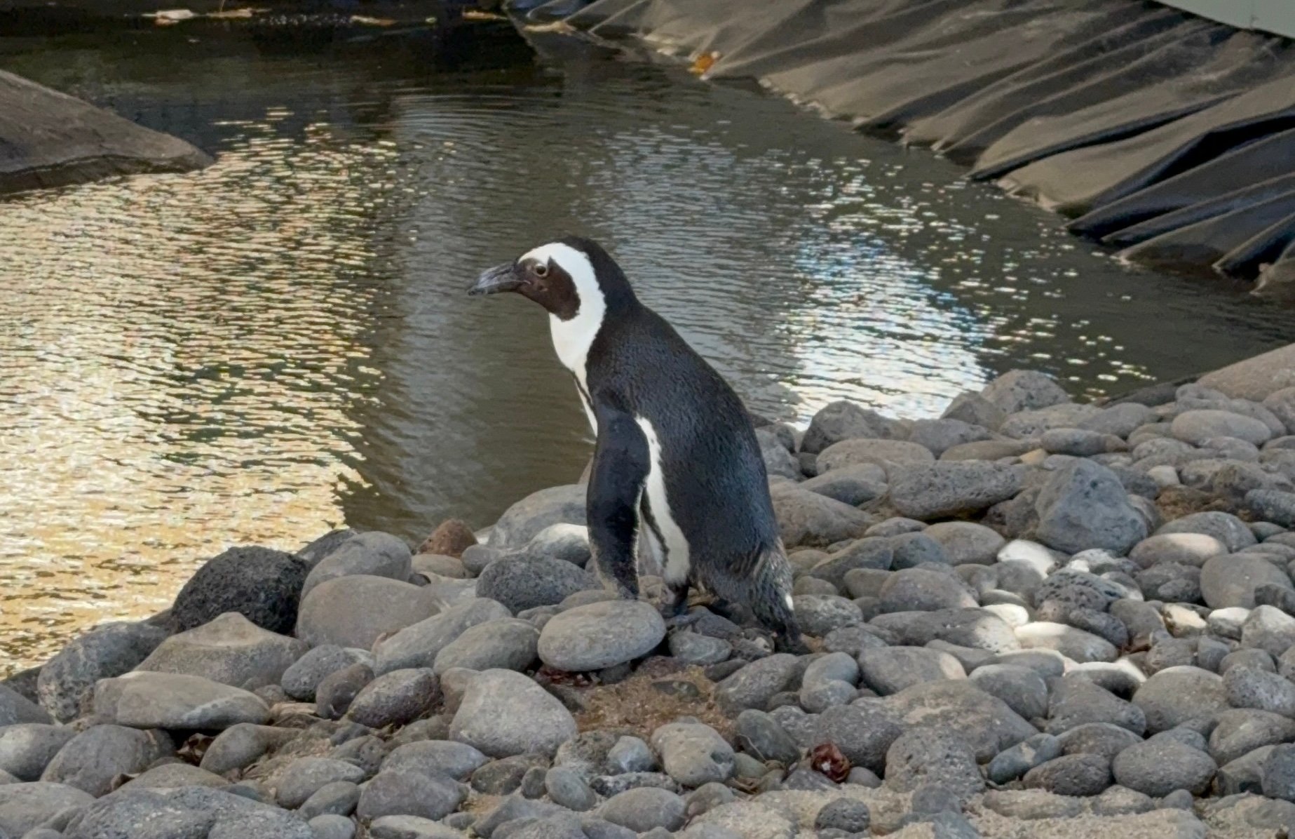 Penguins At HR Maui | Photo Credit: Robert Farrington