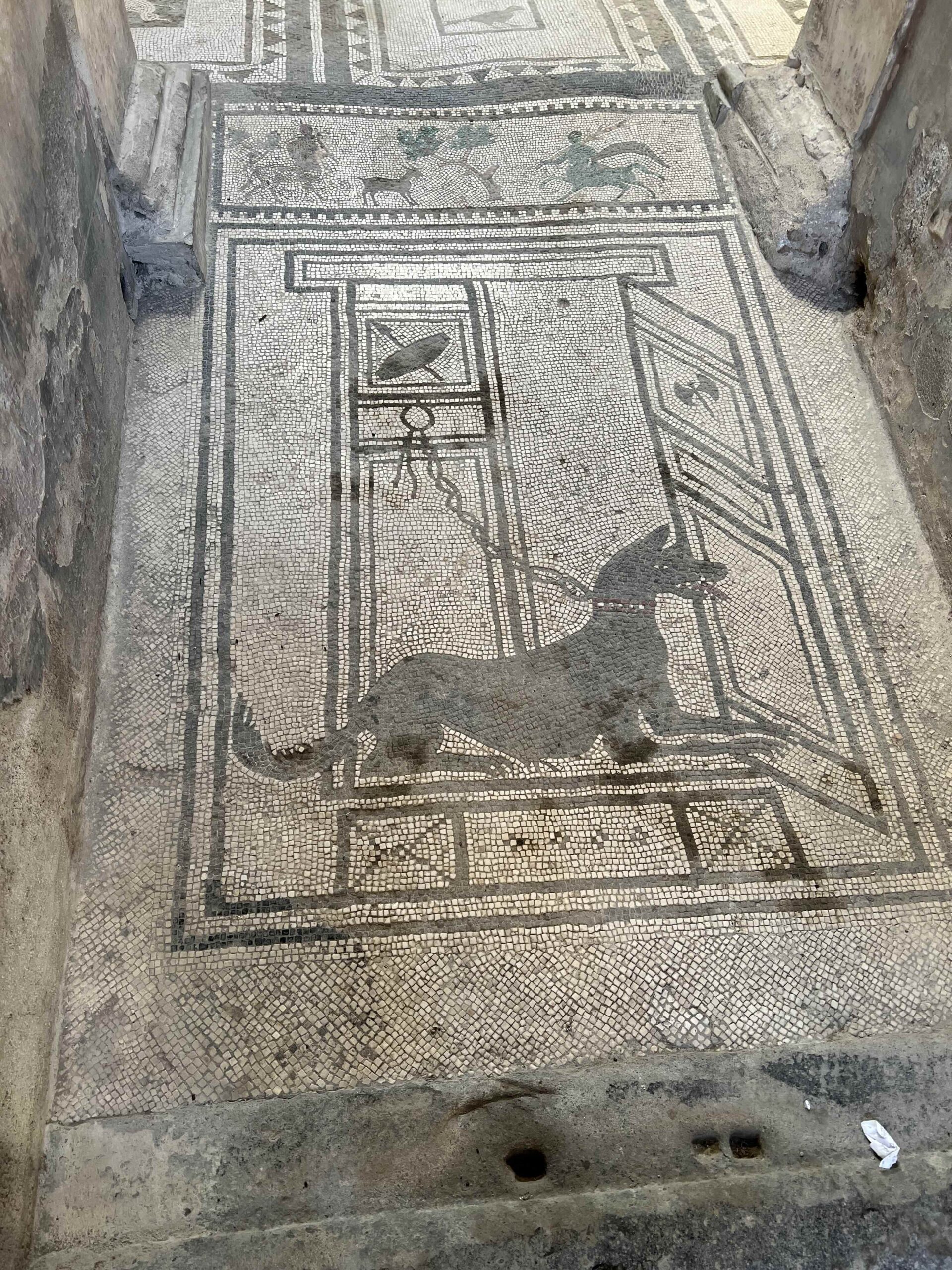 Pompeii Dog Mosaic Pompeii Dog Mosaic. Photo Credit: Robert Farrington