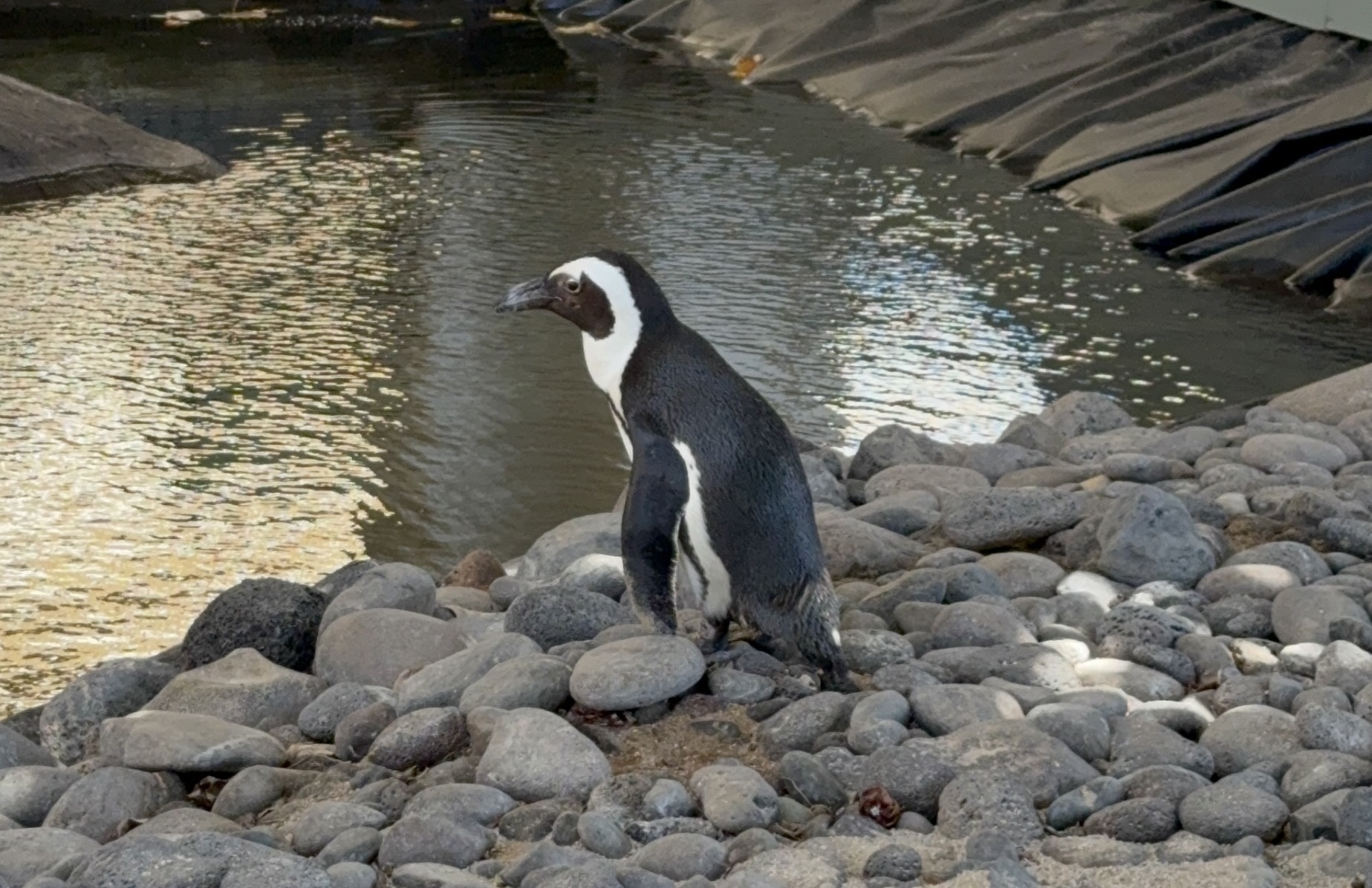 Penguins At HR Maui | Photo Credit: Robert Farrington